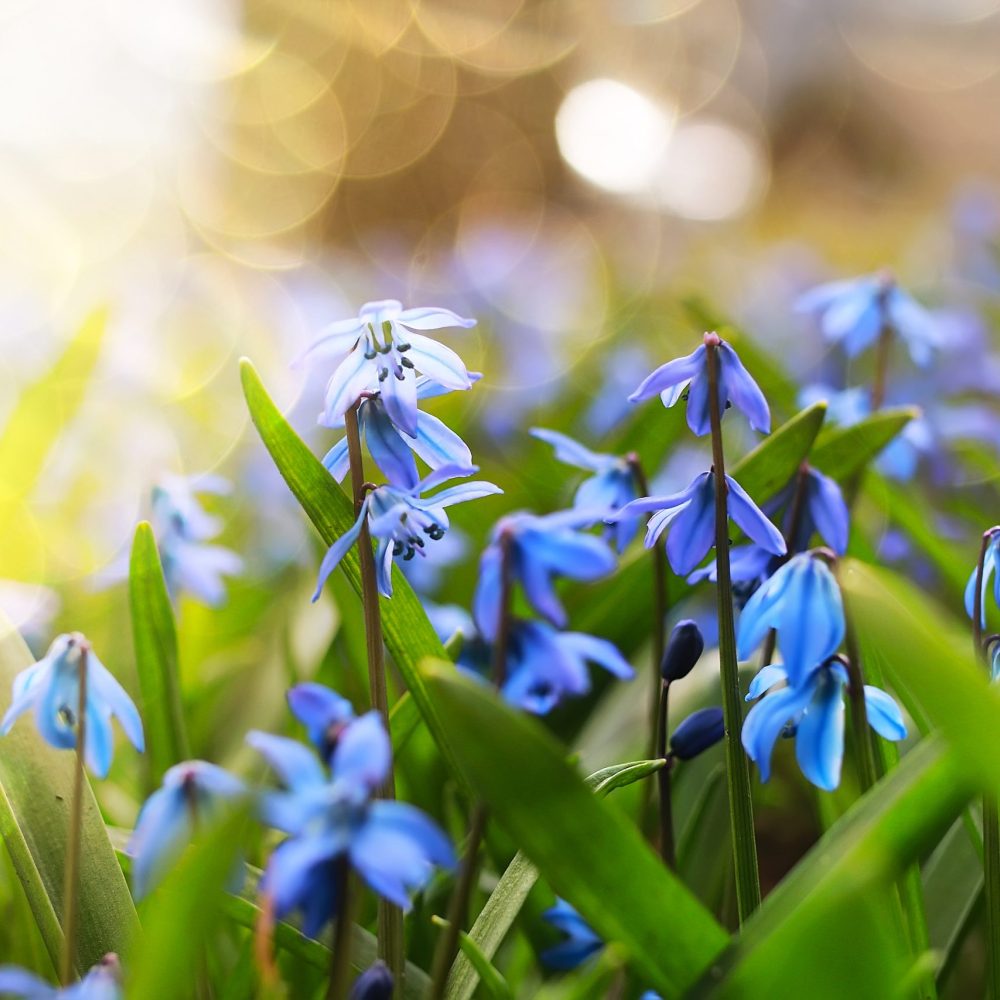 sunlight and rays on blue first flower in spring sunlight and rays on blue first flower in spring